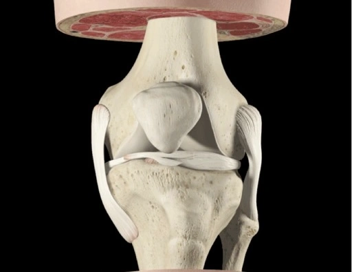 knee