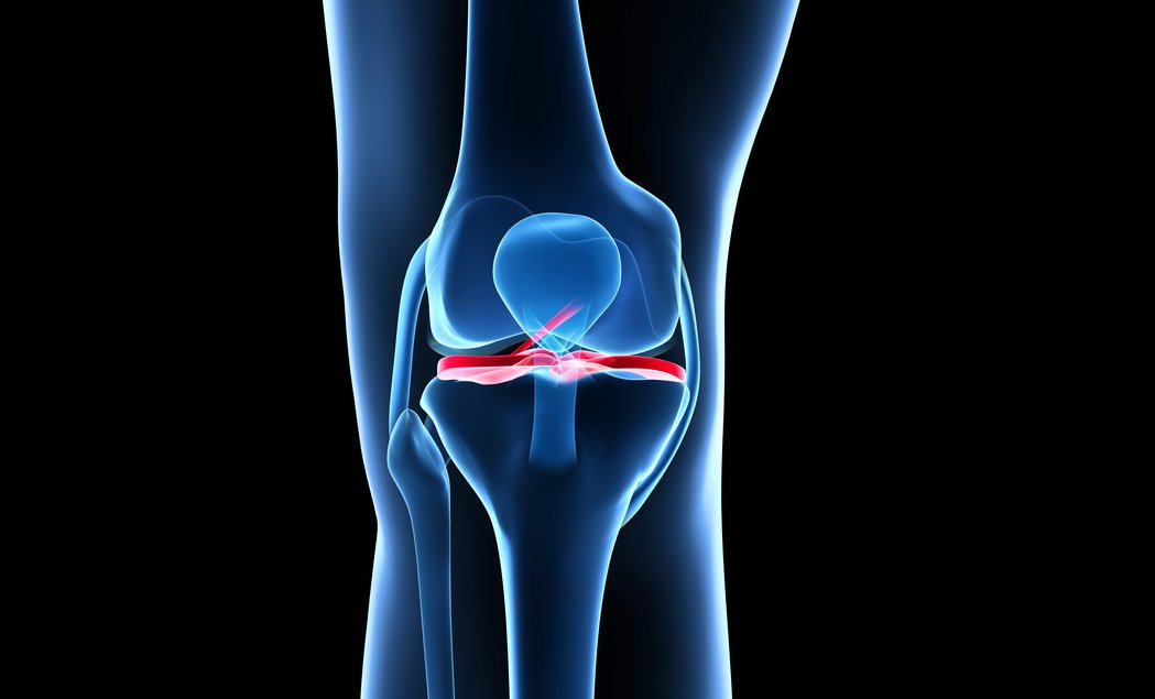 Knee Anatomy View