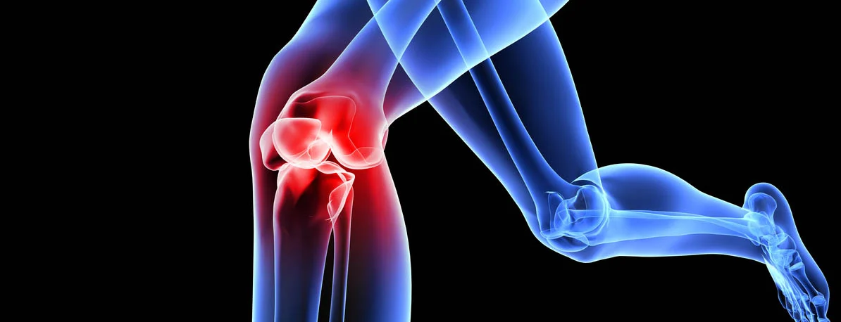 Knee anatomy and tendon imaging